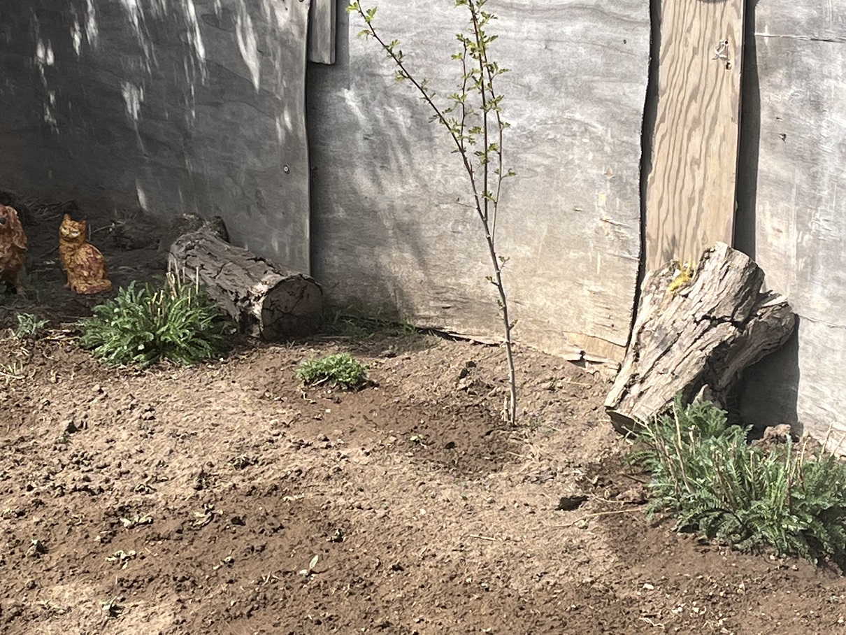 Poor little tree.