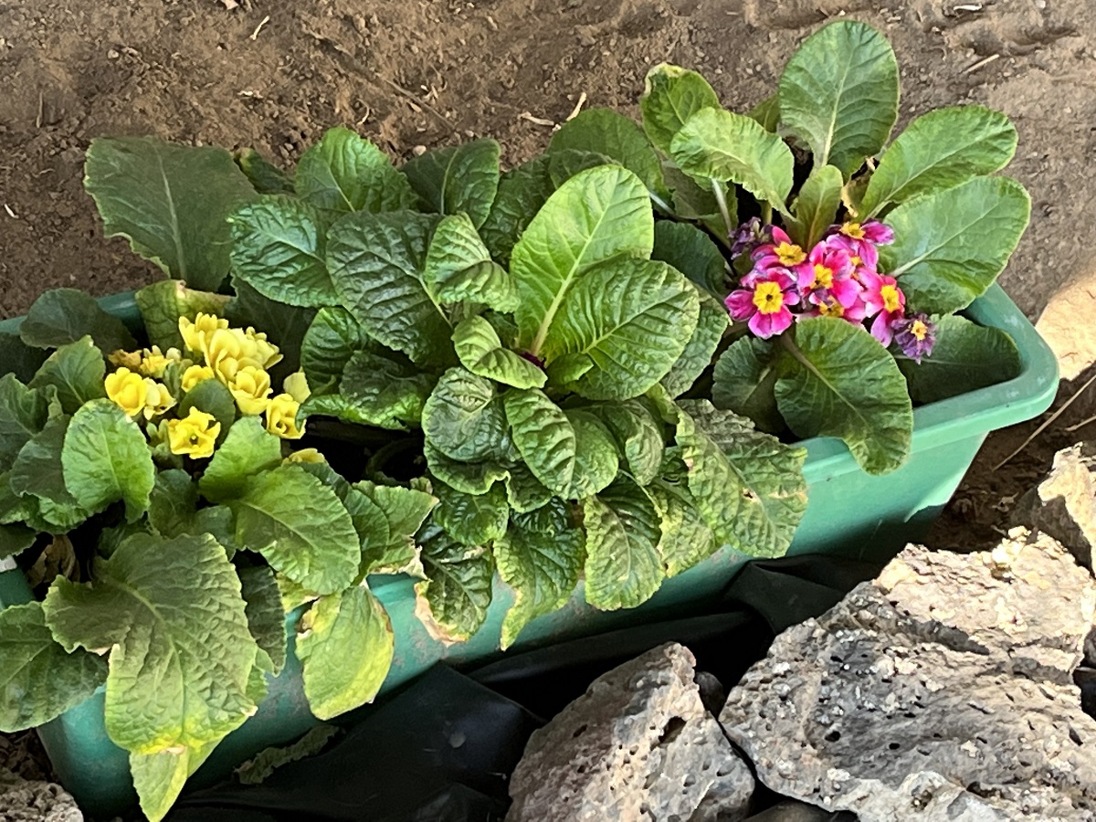 Garden's Royalty