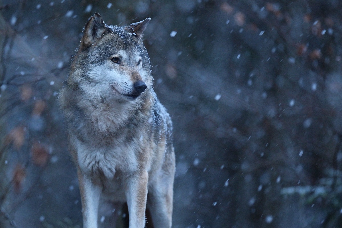 A Nordic lullaby